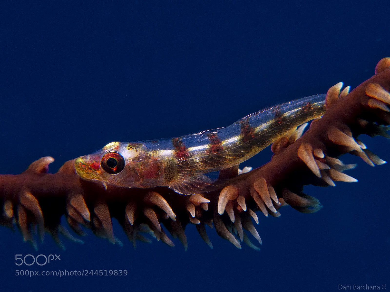 Canon PowerShot G12 sample photo. Whip coral goby photography
