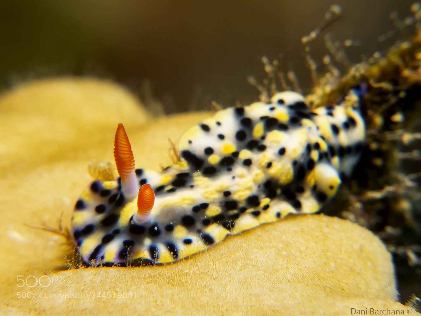 Canon PowerShot G12 sample photo. Hypselodoris infucata photography