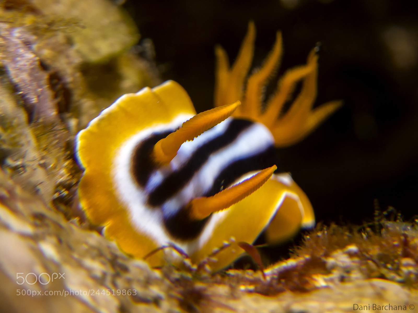 Canon PowerShot G12 sample photo. Chromodoris strigata photography