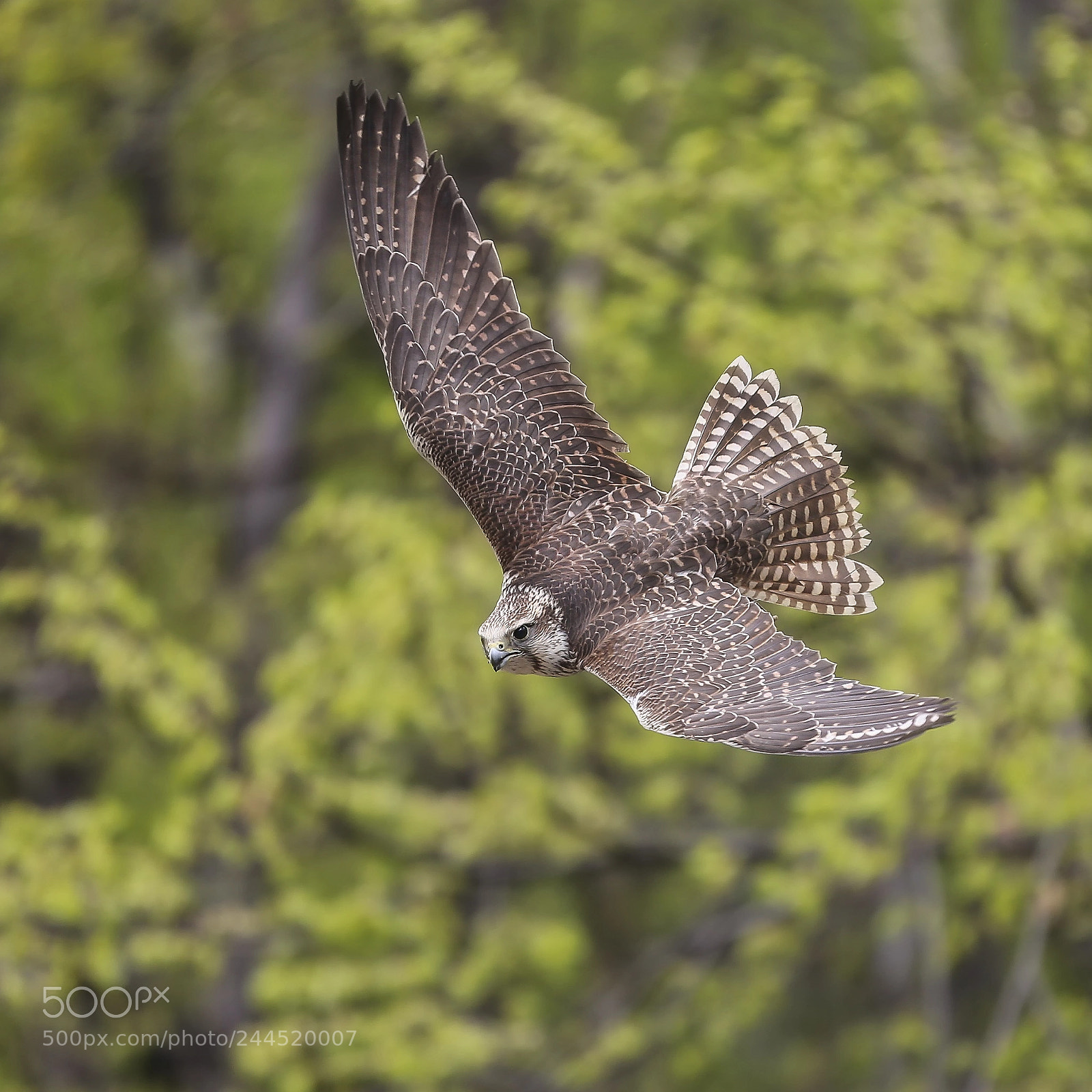Canon EOS-1D X sample photo. Falco biarmicus photography