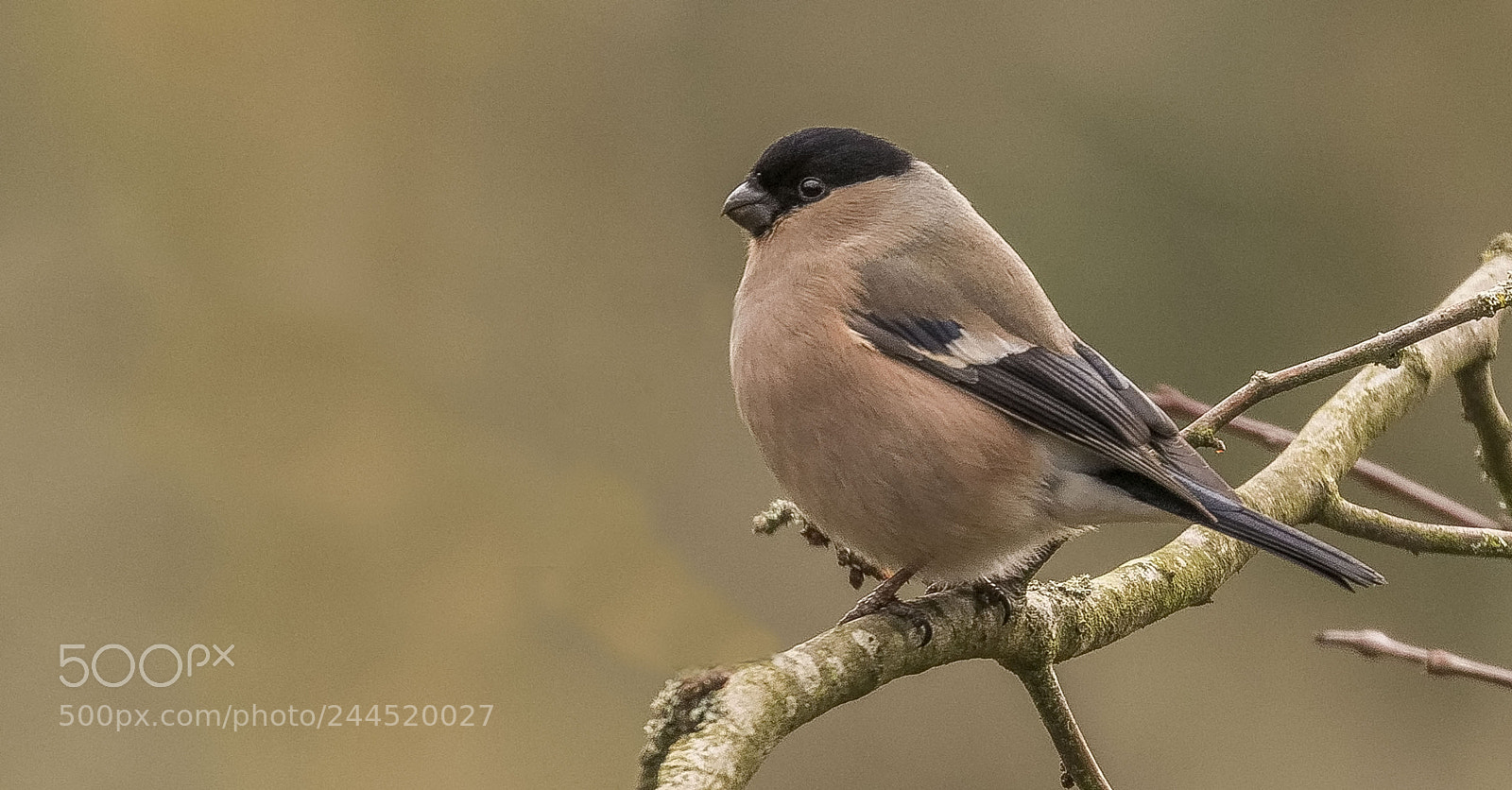 Canon EOS 7D Mark II sample photo. Bullfinch female photography
