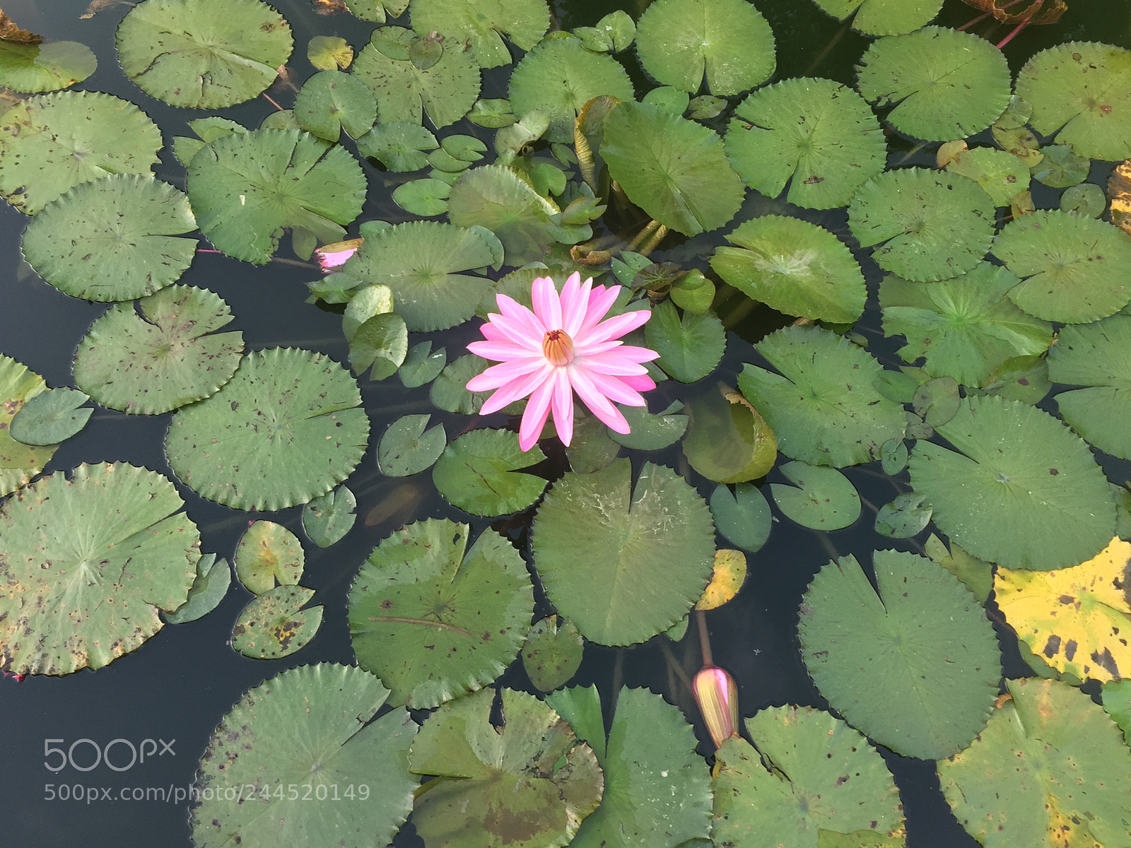 Apple iPhone 6 sample photo. Pink lily photography
