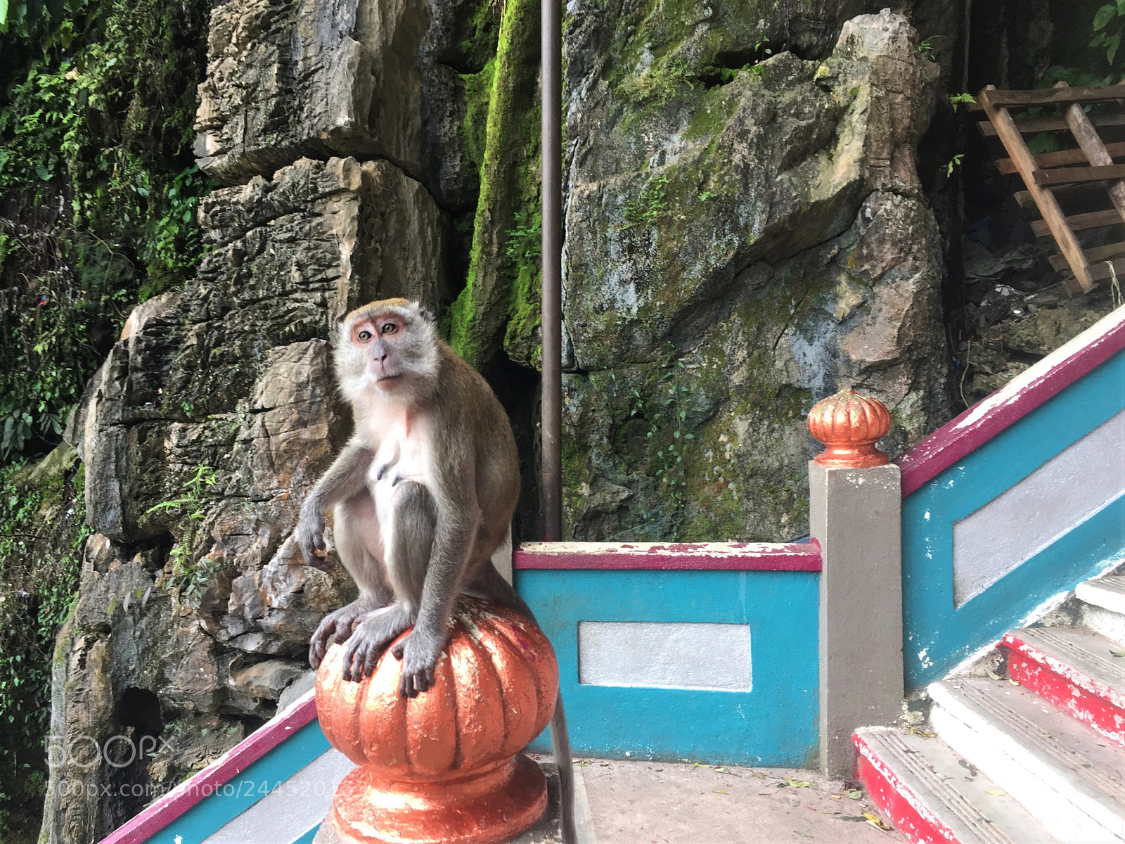 Apple iPhone 6 sample photo. Guardian of the stairs photography