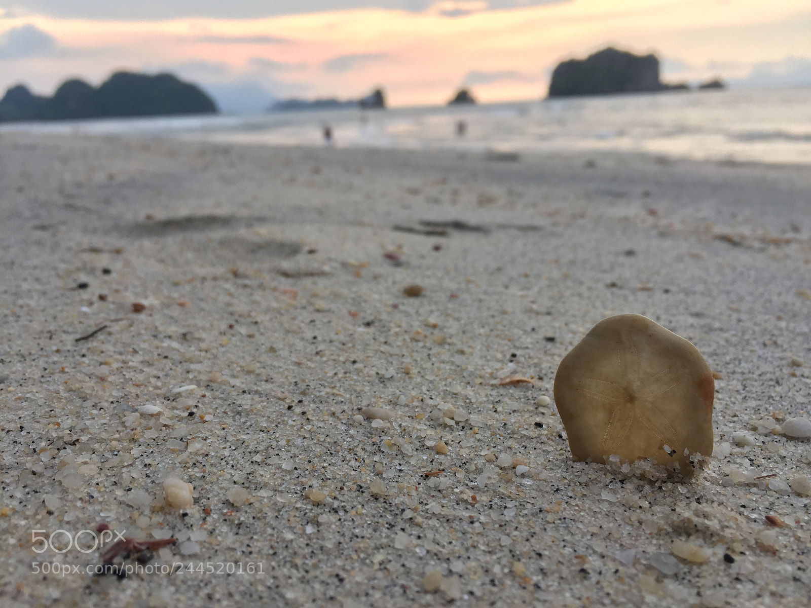 Apple iPhone 6 sample photo. Sand dollar at sunset photography