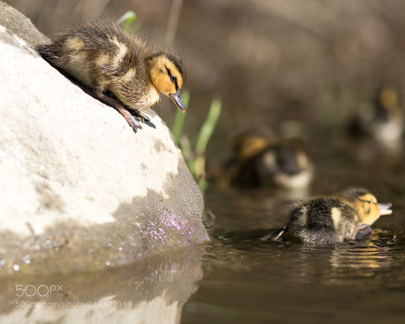 Canon EOS 7D Mark II sample photo. Kk0a6883-4.jpg photography