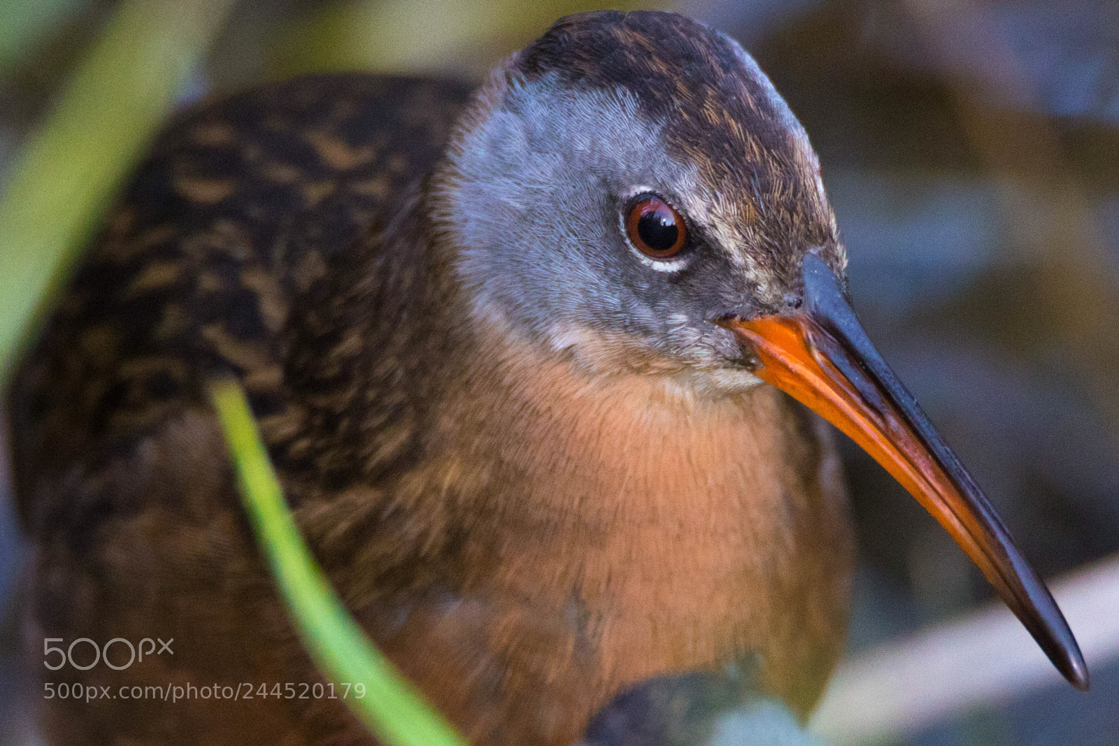 Canon EOS 7D Mark II sample photo. Kk0a3915-4.jpg photography