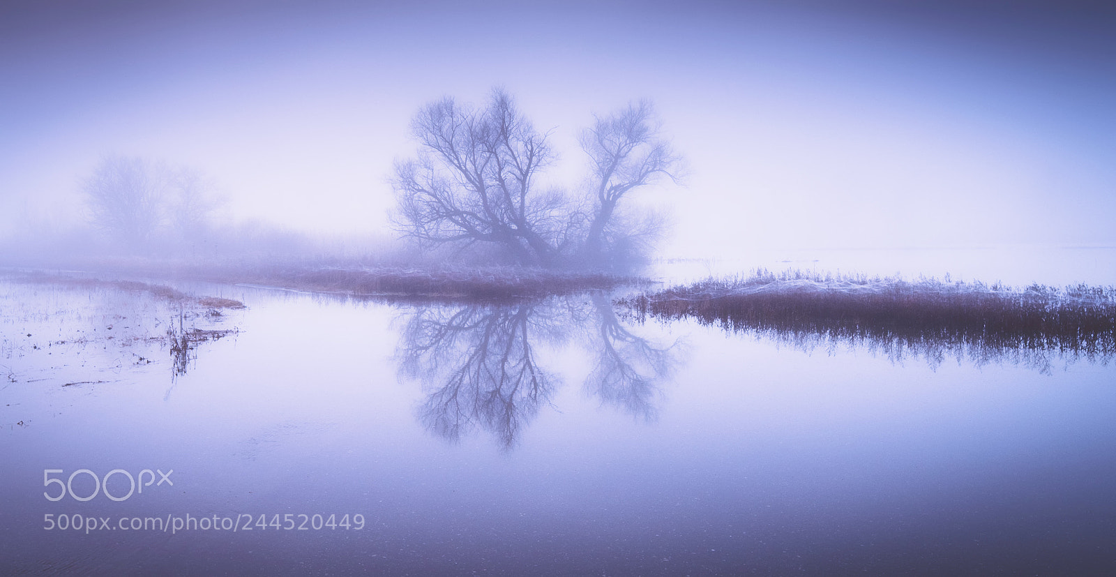 Pentax K-1 sample photo. In the mist photography