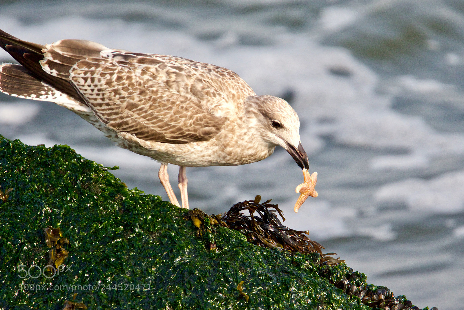 Canon EOS 7D Mark II sample photo. Gull - meeuw met photography
