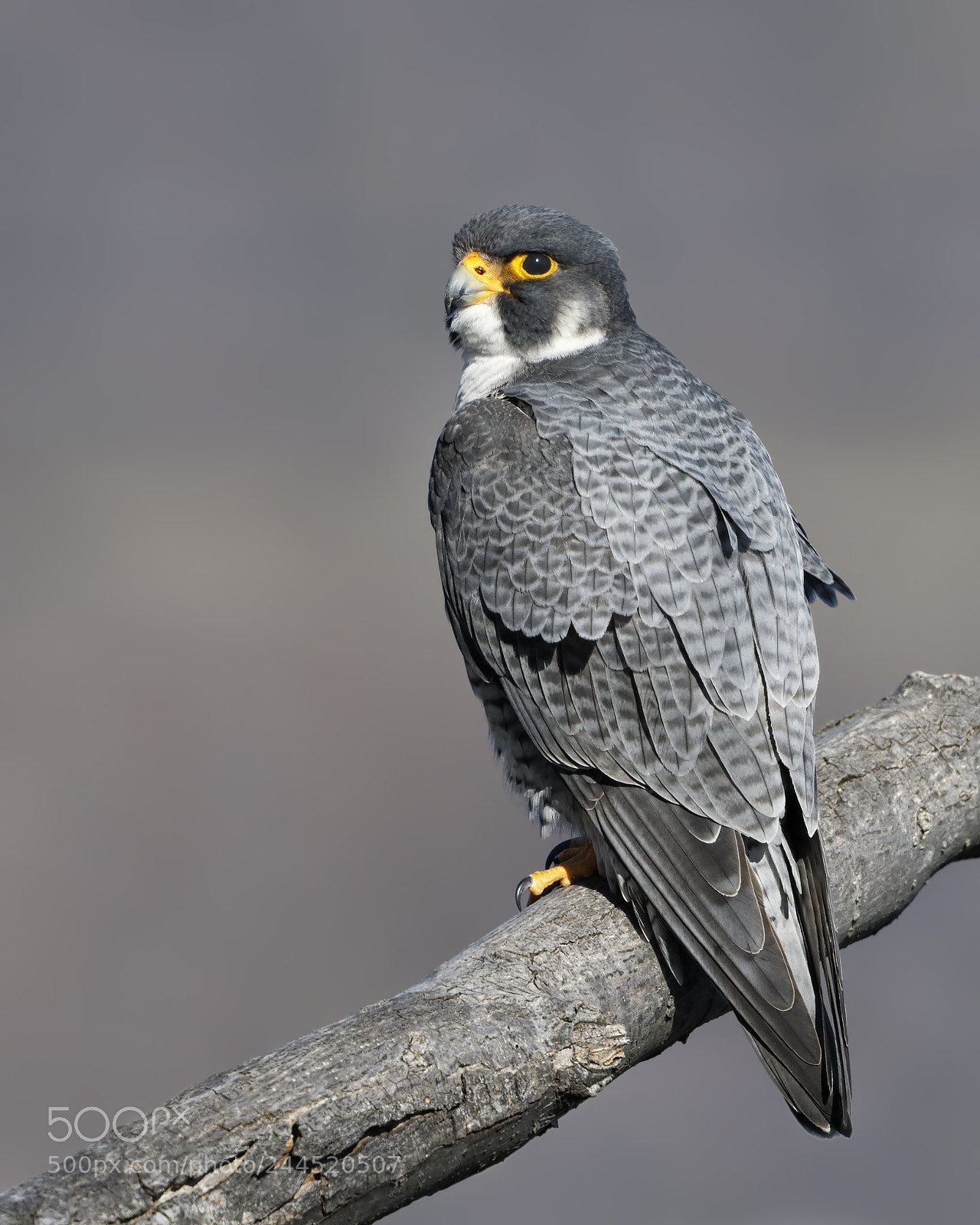 Canon EOS-1D X sample photo. Peregrine falcon photography