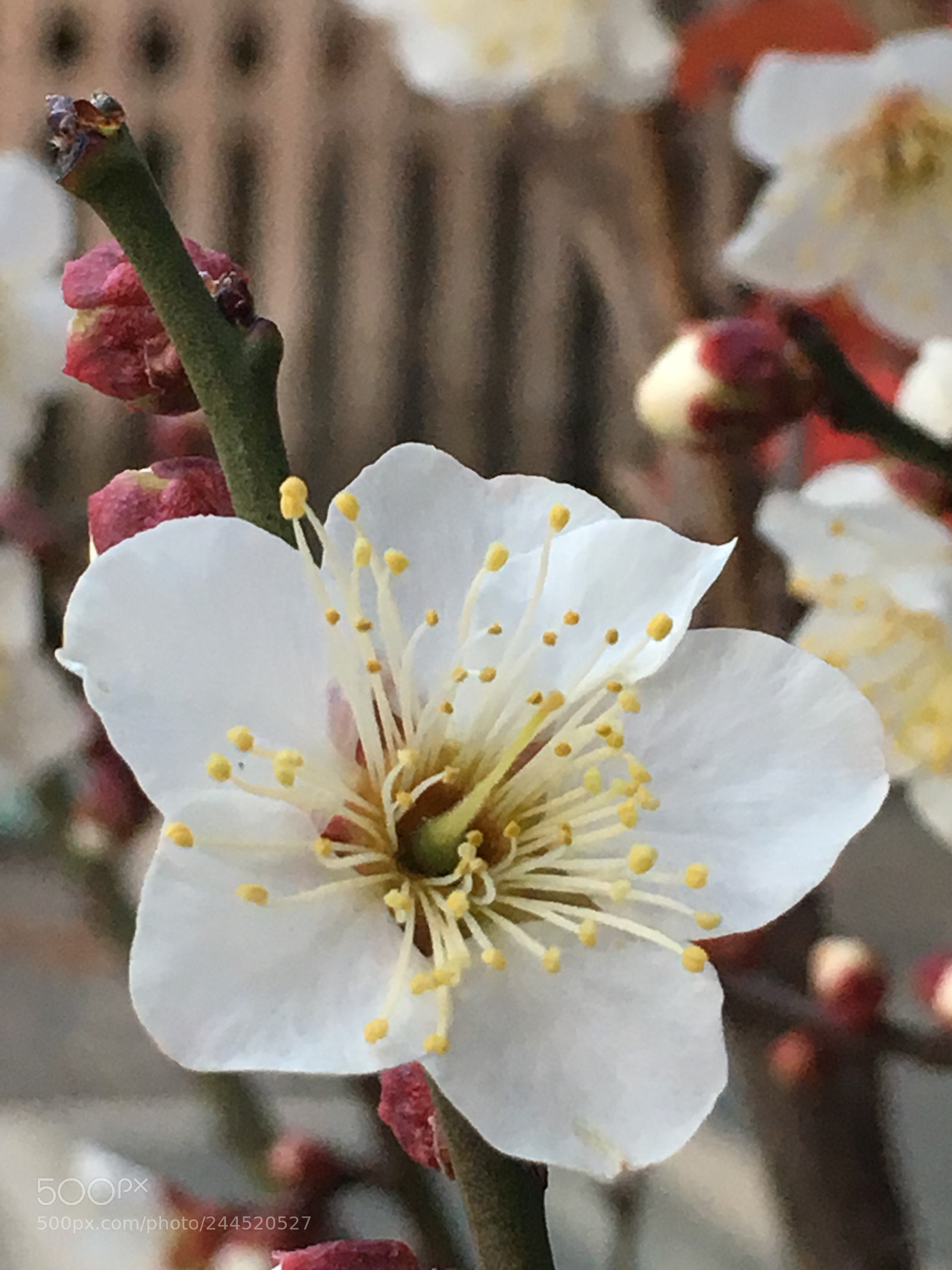 Apple iPhone 6s Plus sample photo. Winter2018 flowers photography