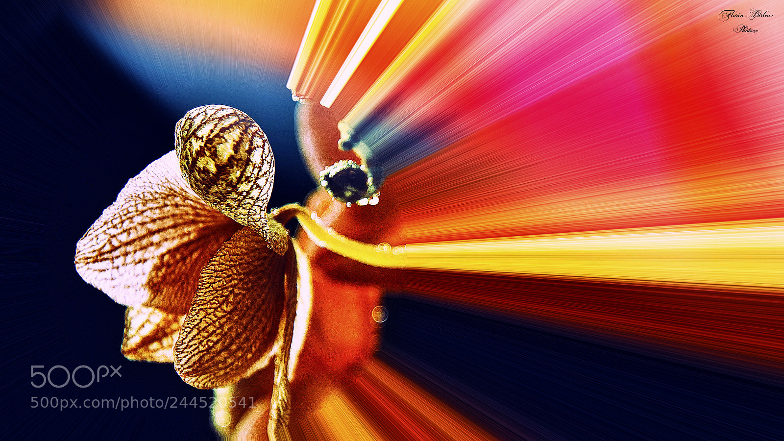 Nikon D800 sample photo. Symphony & colours photography