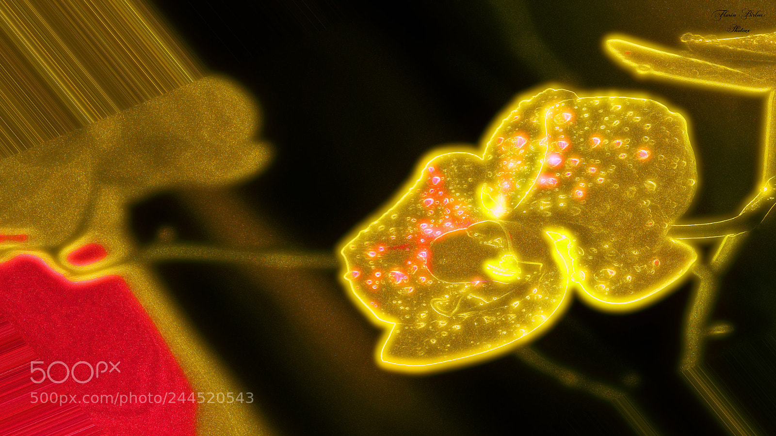 Nikon D800 sample photo. Symphony & colours photography