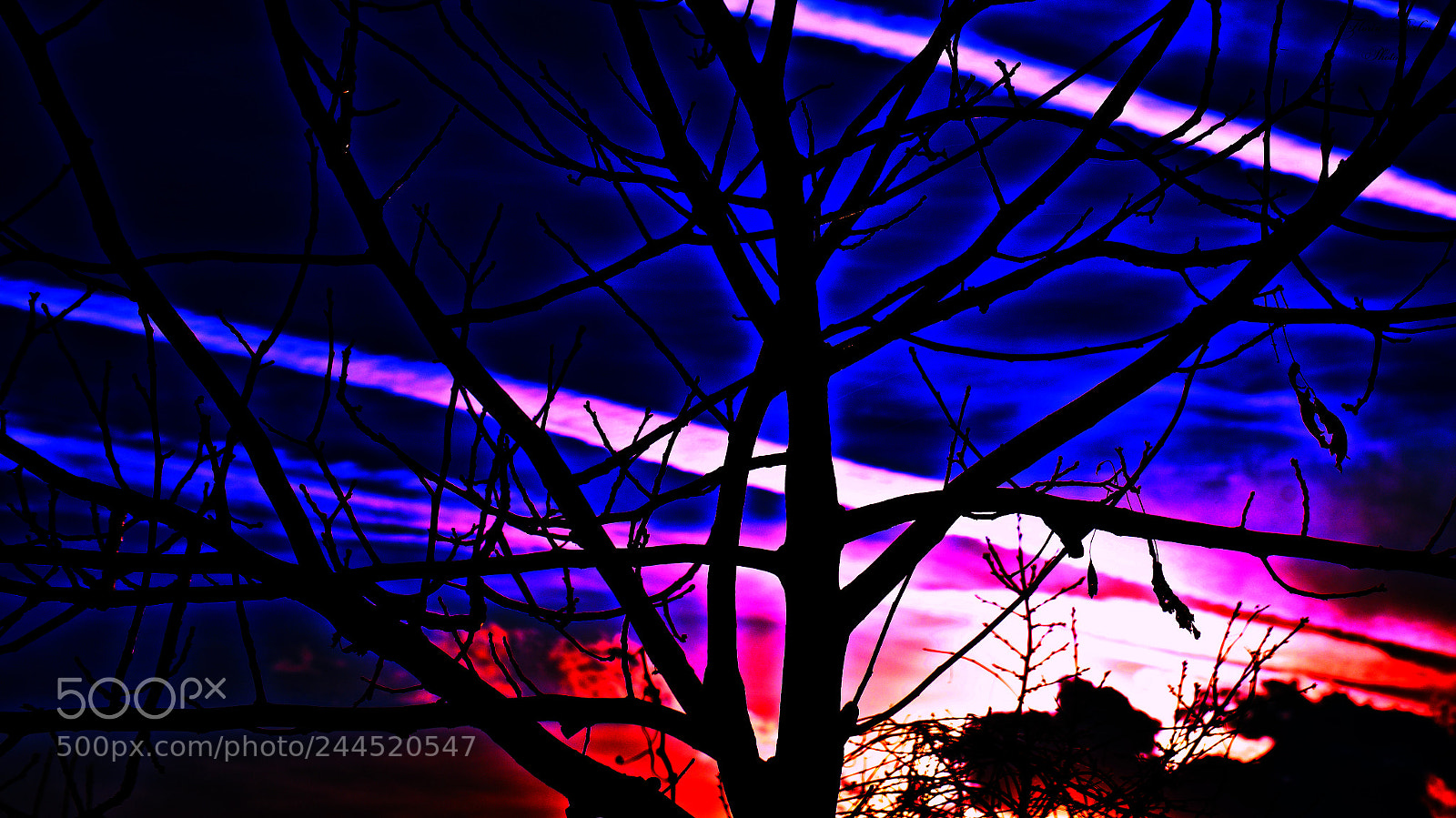 Nikon D800 sample photo. Symphony & colours photography