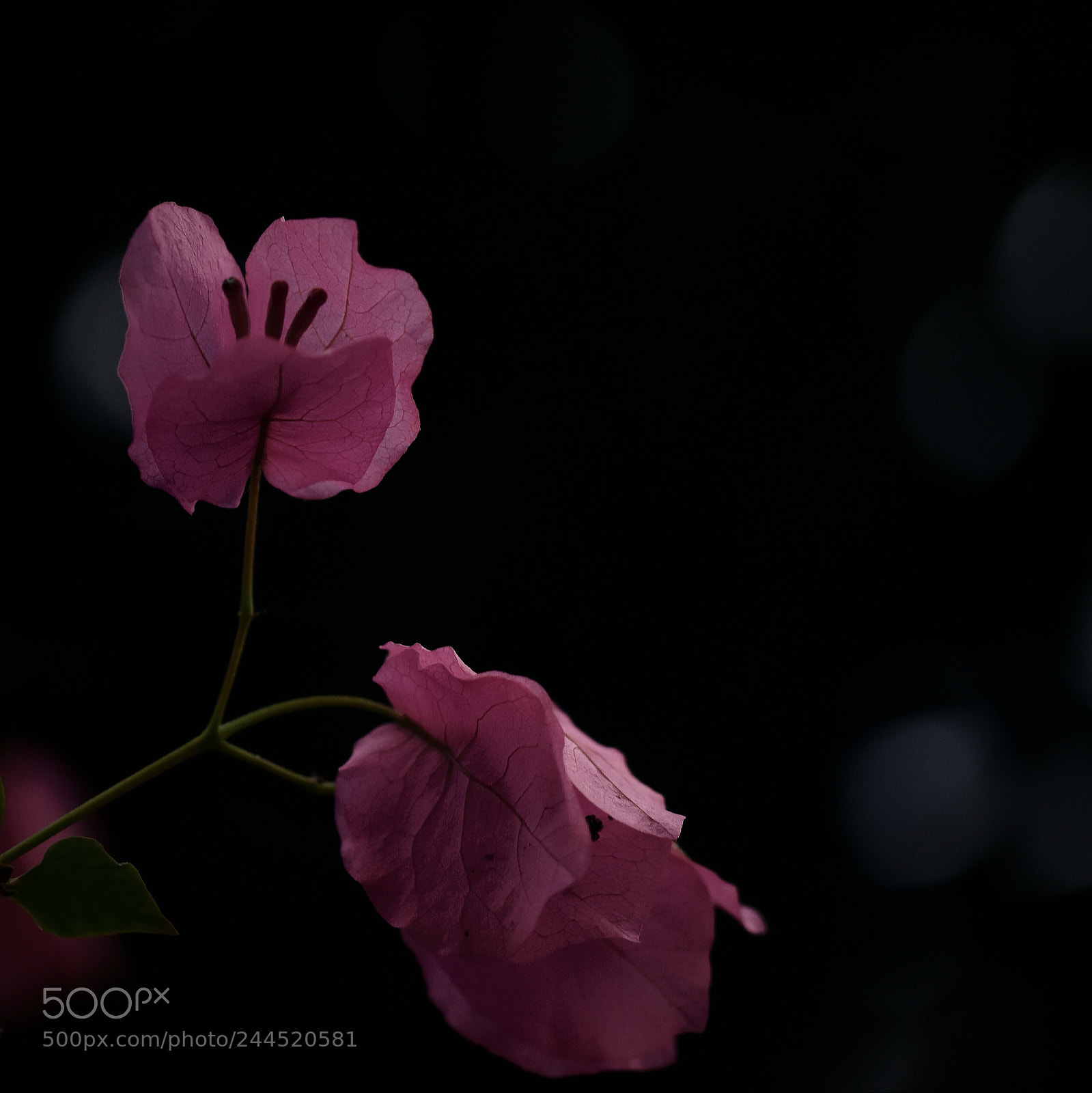 Nikon D5500 sample photo. *bokeh* photography