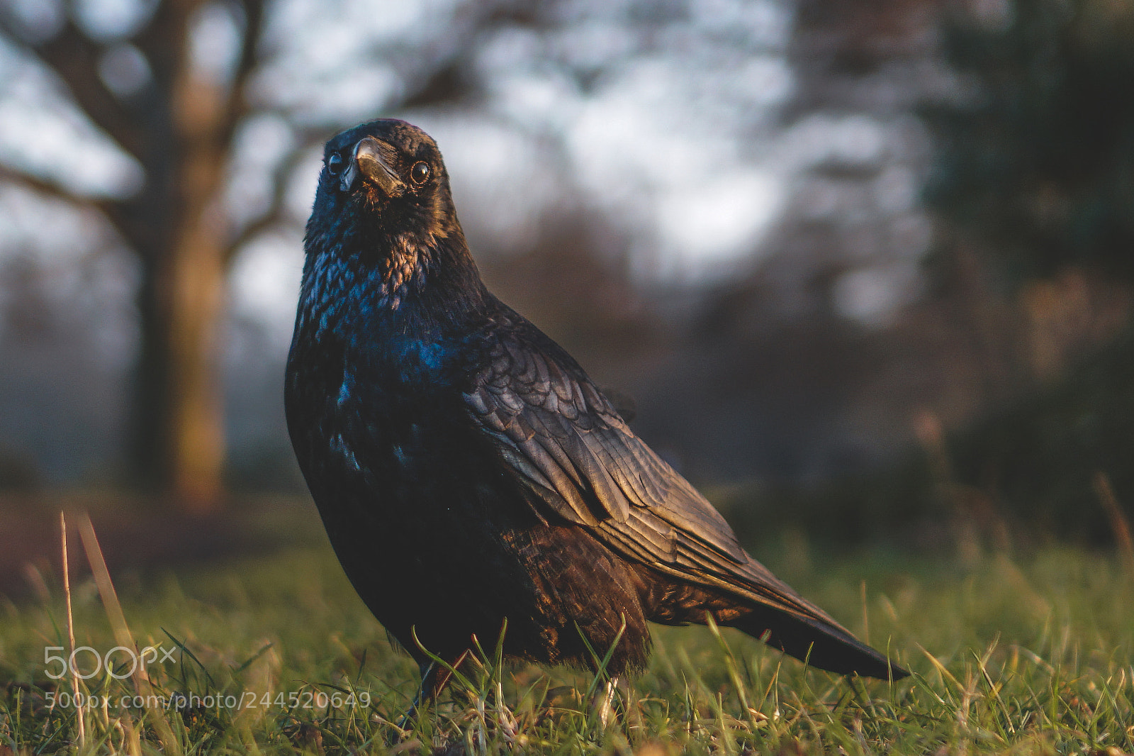 Sony a6300 sample photo. Crow photography