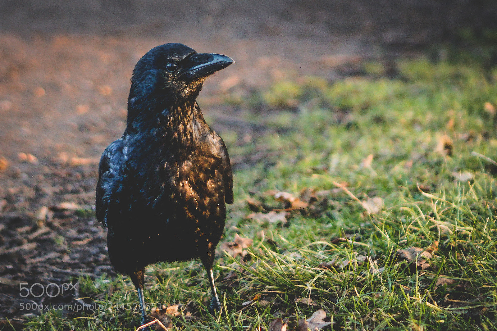 Sony a6300 sample photo. Crow photography