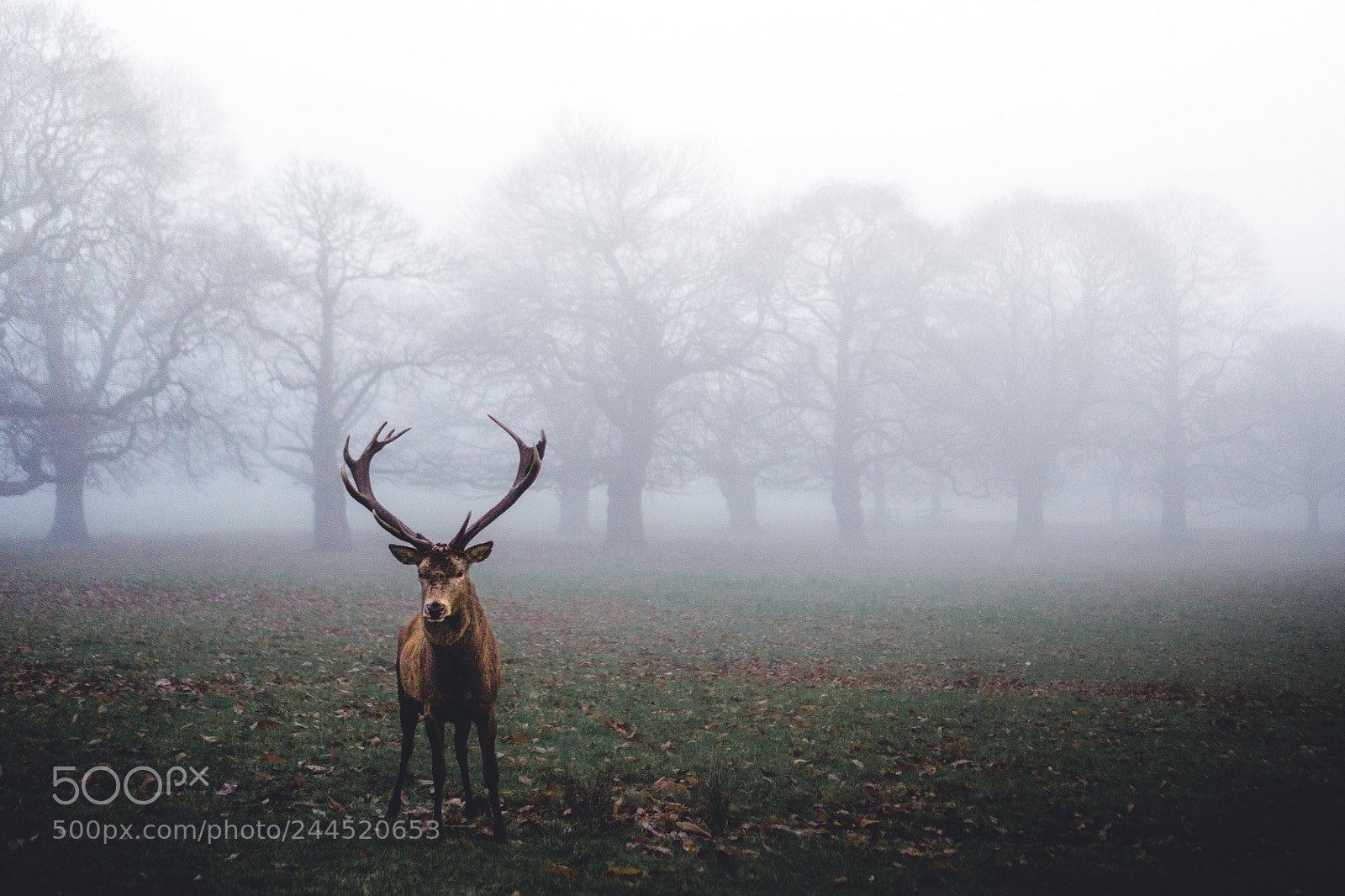 Sony a6300 sample photo. Deer new edit photography