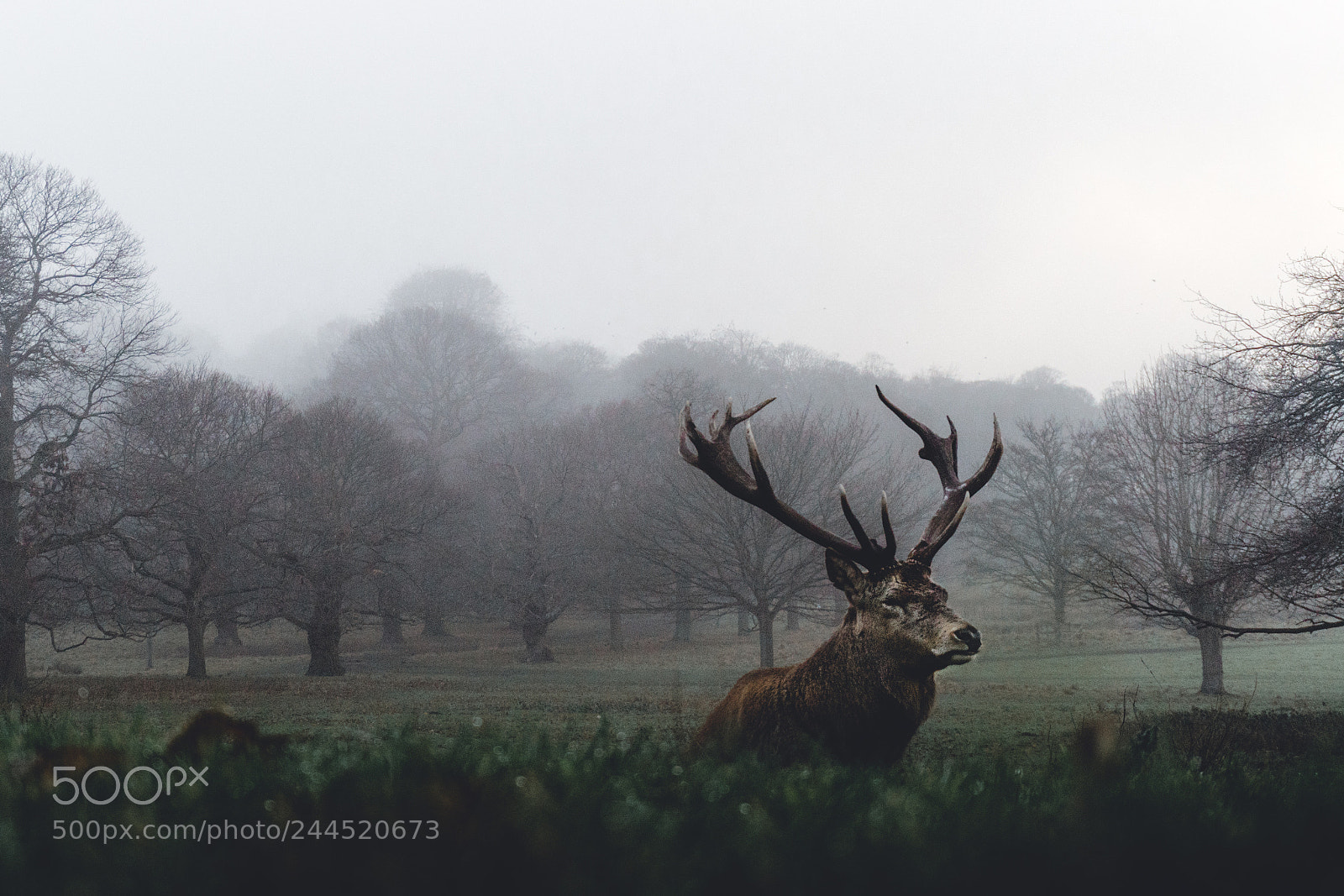 Sony a6300 sample photo. Deer new edit photography
