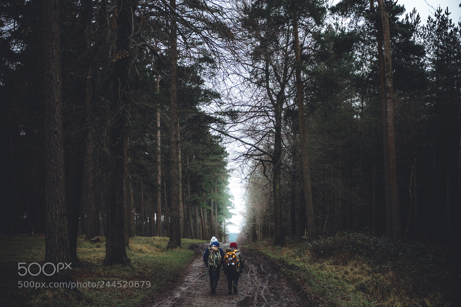 Sony a6300 sample photo. Forest adventure photography