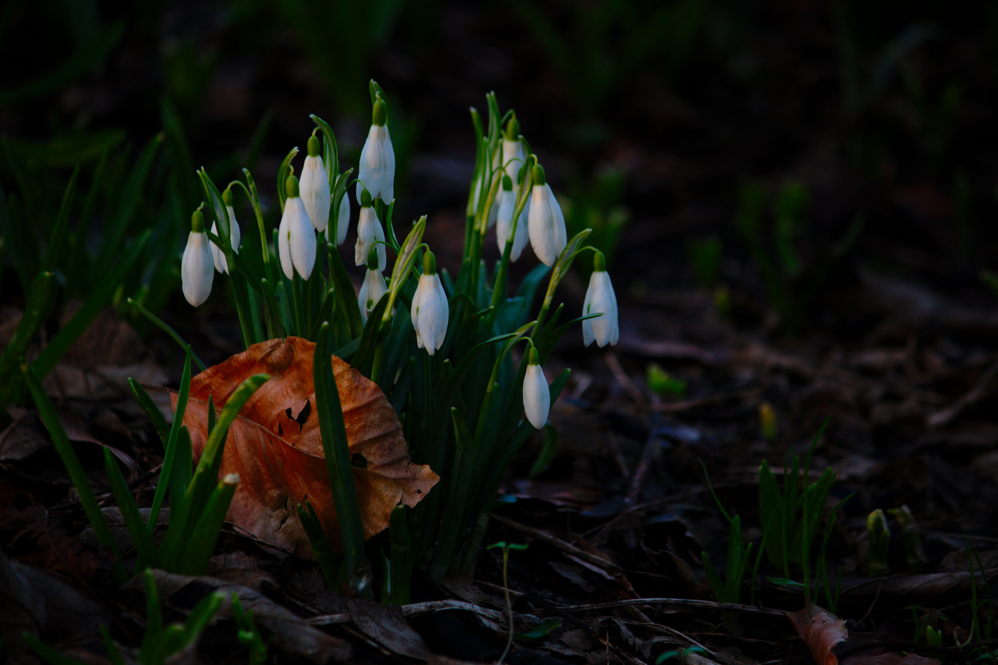 Canon EF-S 55-250mm F4-5.6 IS II sample photo. I am looking for spring photography