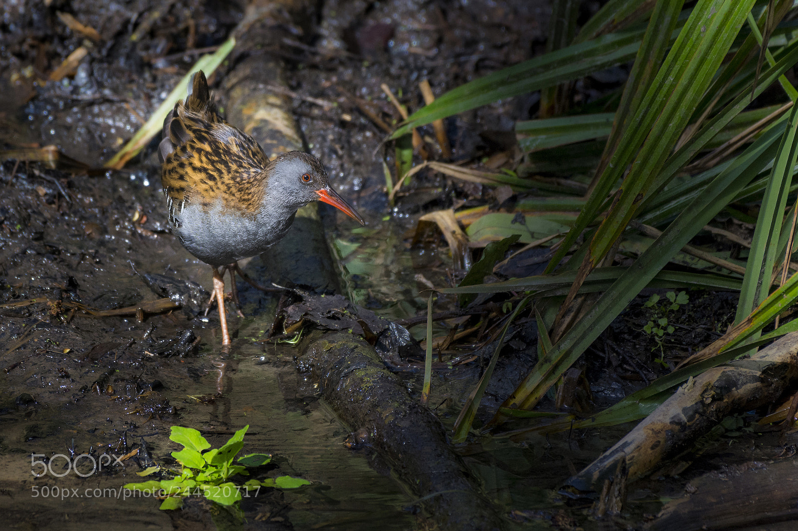 Nikon D7100 sample photo. Water rail, ninesprings photography