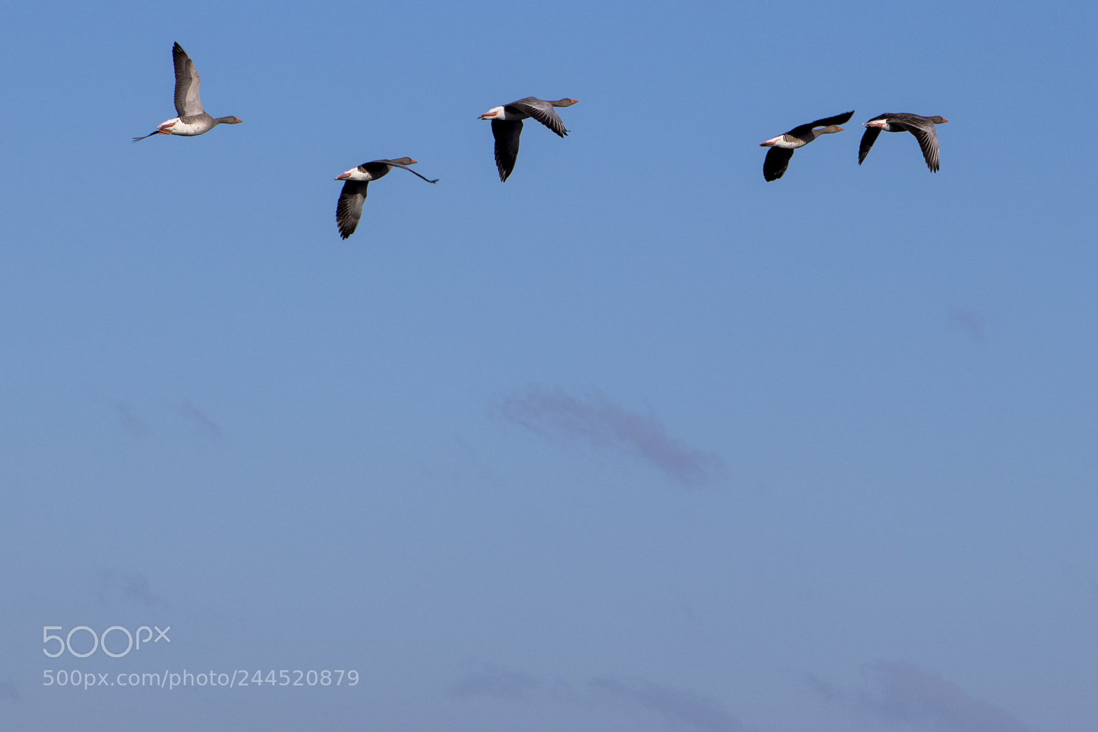 Canon EOS 77D (EOS 9000D / EOS 770D) sample photo. Geese photography