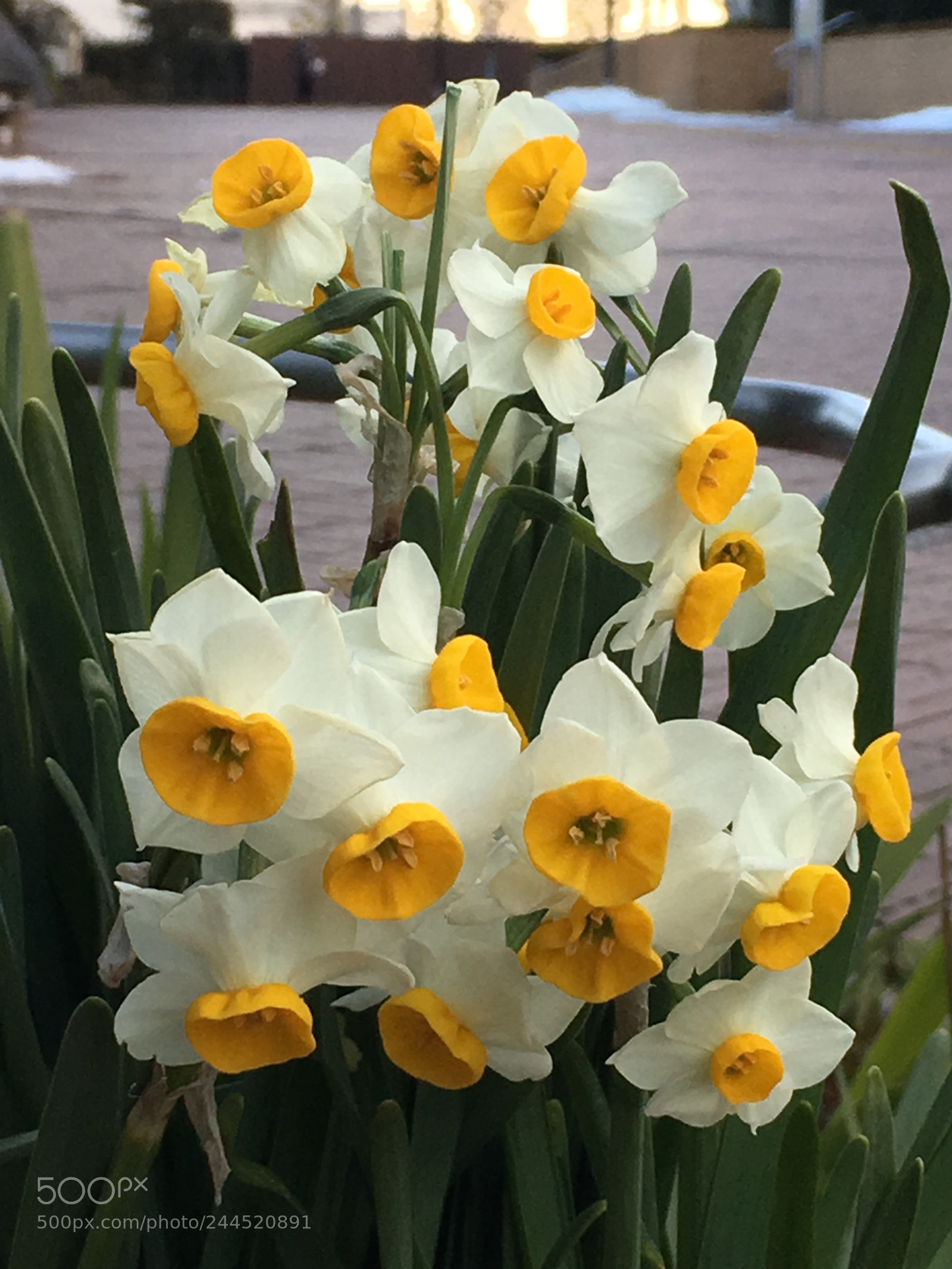 Apple iPhone 6s Plus sample photo. Winter2018 flowers photography