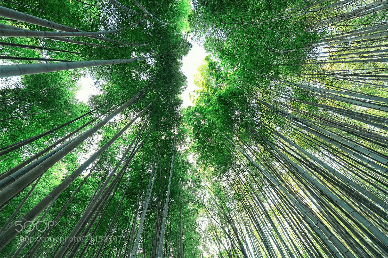Nikon D850 sample photo. Arashiyama forest photography