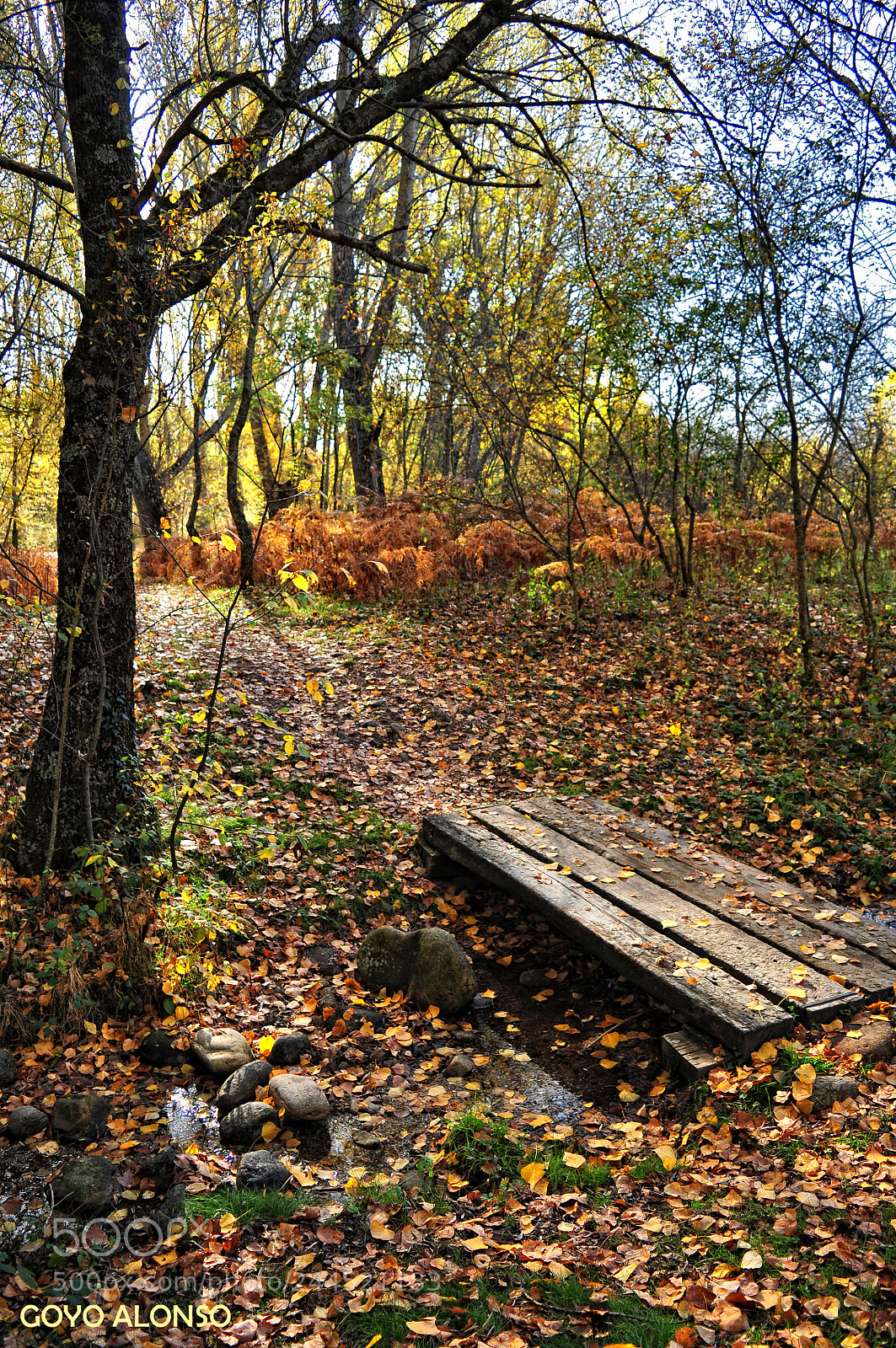Nikon D5000 sample photo. Lozoya photography