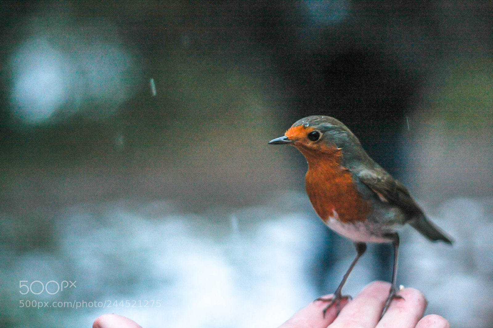 Canon EOS 40D sample photo. Robin photography
