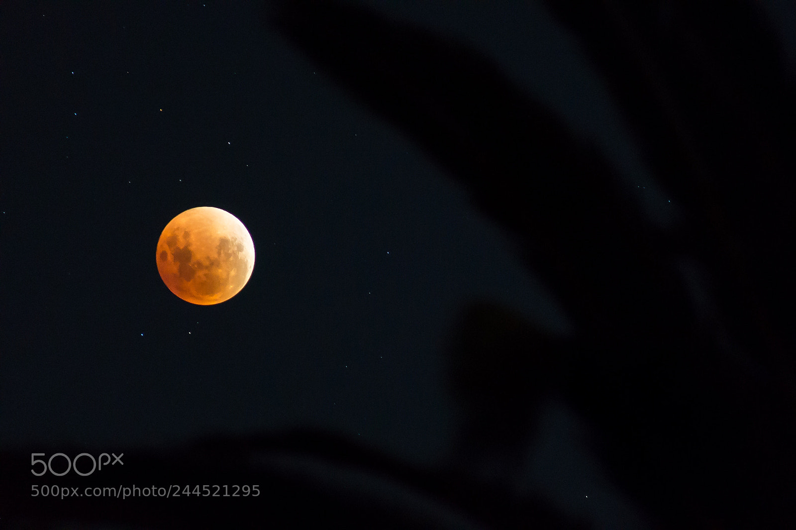 Sony SLT-A58 sample photo. Super blue blood moon photography