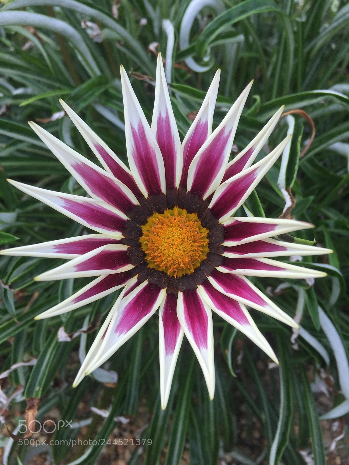 Apple iPhone 6 sample photo. Spiked flower photography