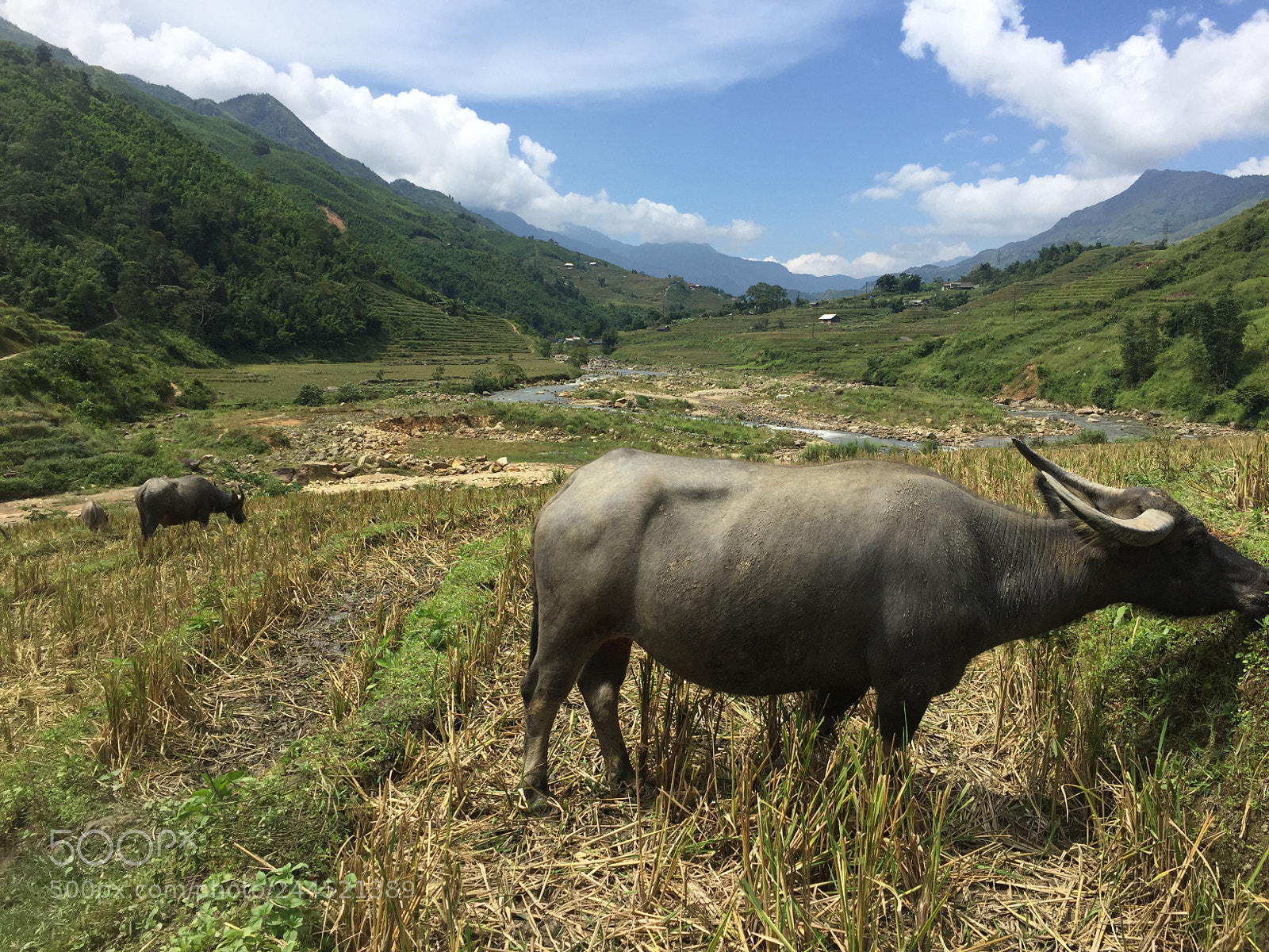 Apple iPhone 6 sample photo. Grazing the rice fields photography