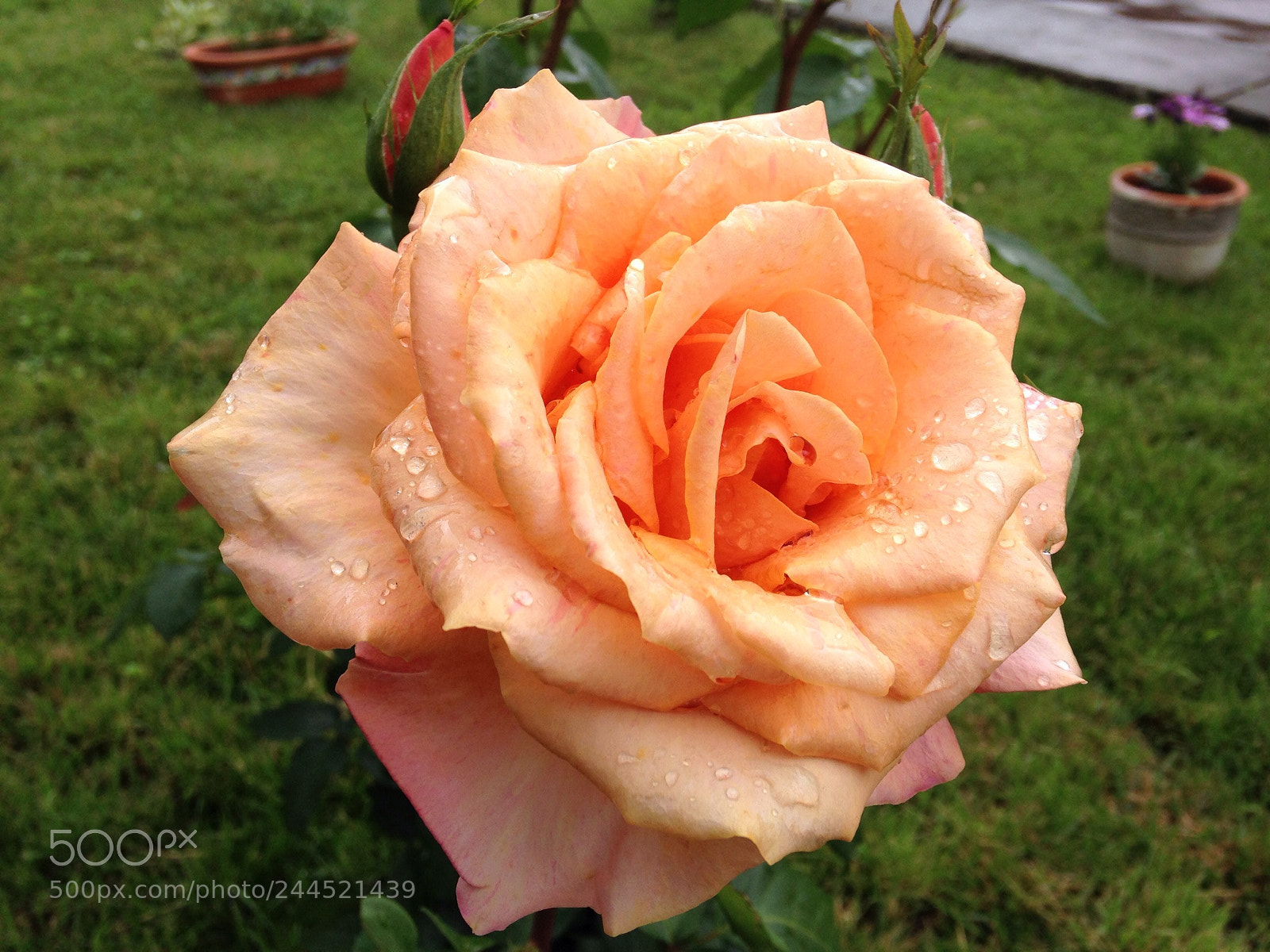 Apple iPhone 5c sample photo. Rose photography