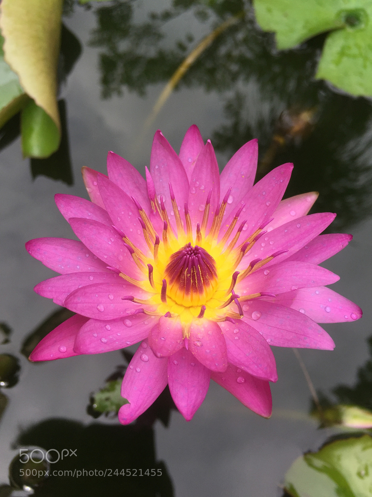Apple iPhone 6 sample photo. Vibrant lily photography