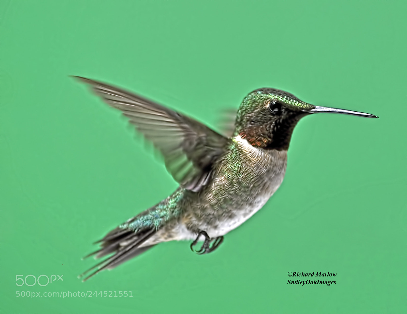 Nikon D5000 sample photo. Hummingbird photography