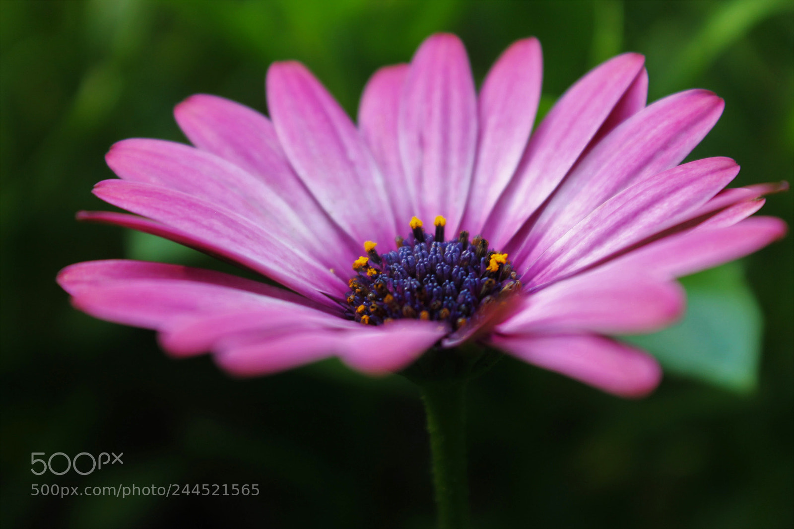 Canon EOS 1100D (EOS Rebel T3 / EOS Kiss X50) sample photo. Pink petals photography