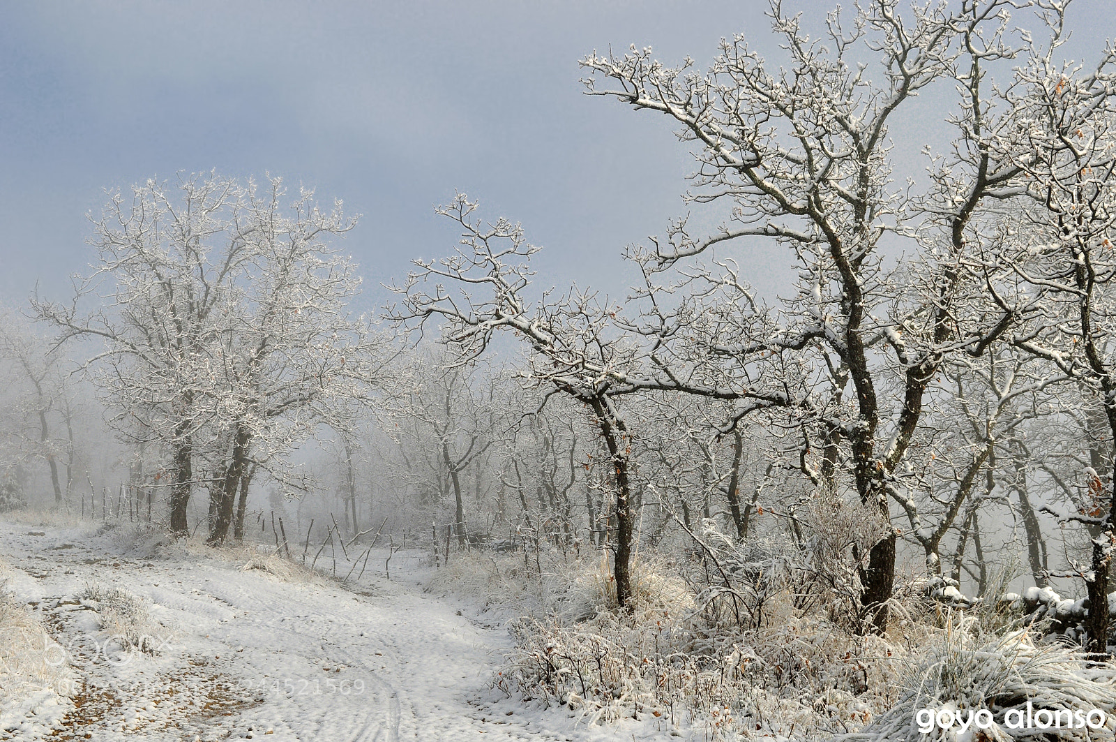 Nikon D5000 sample photo. Nieves photography