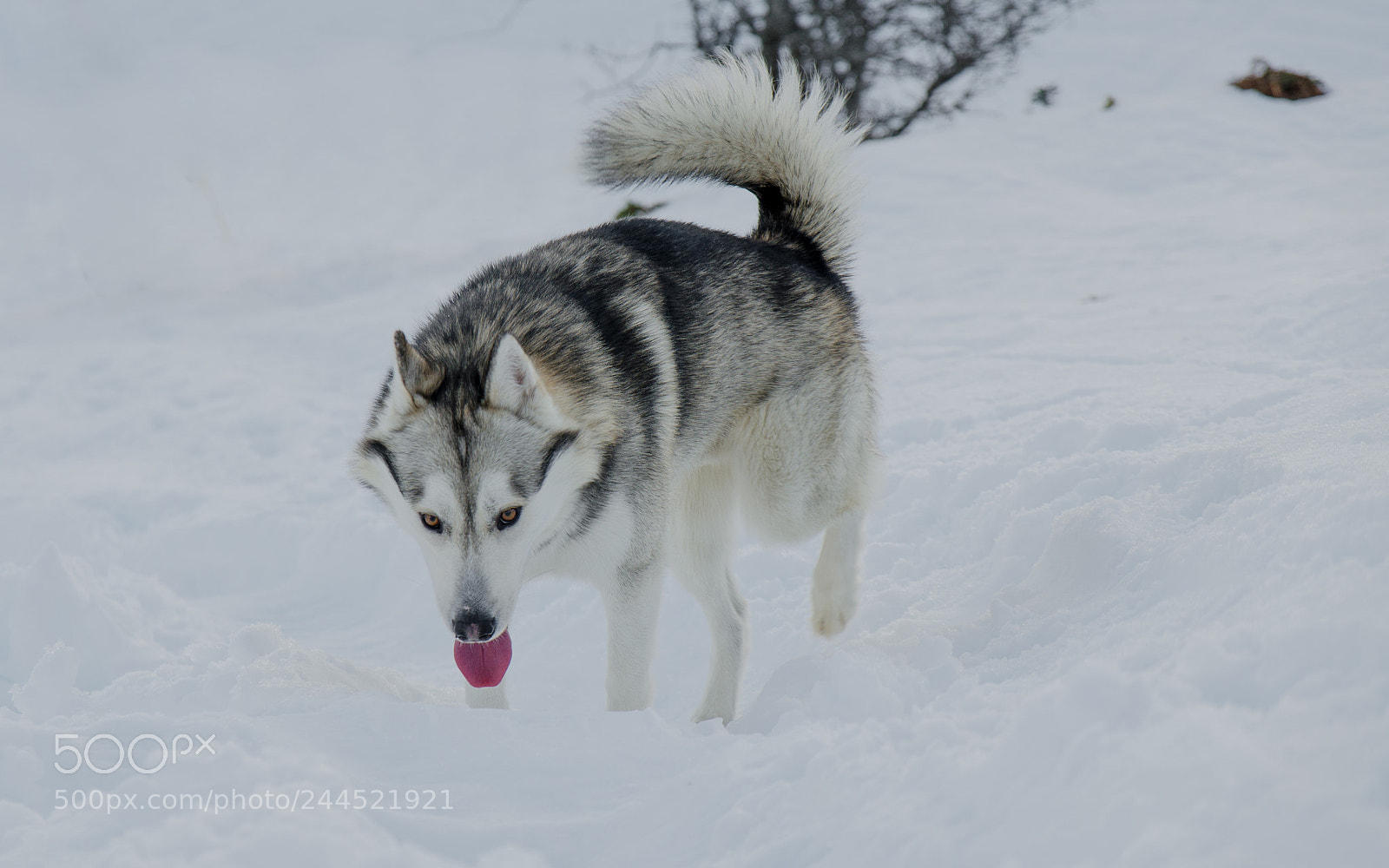 Nikon D5100 sample photo. Husky photography