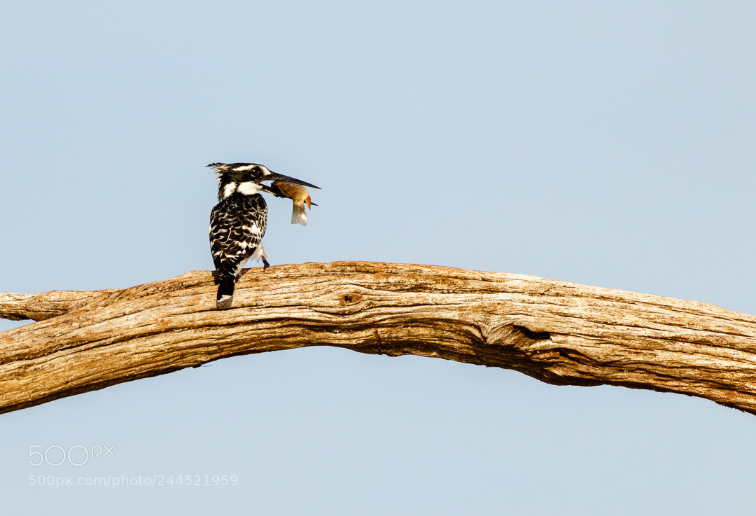 Canon EOS 7D Mark II sample photo. Kingfisher photography