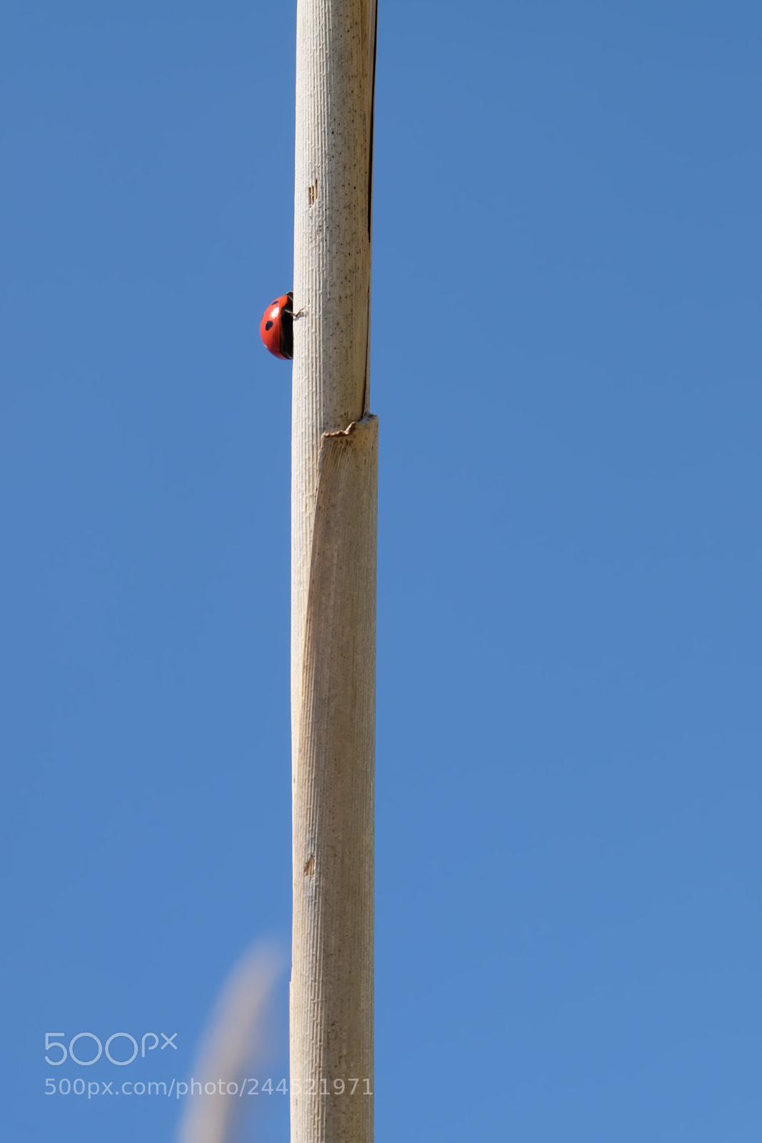 Fujifilm X-T10 sample photo. Ladybird photography