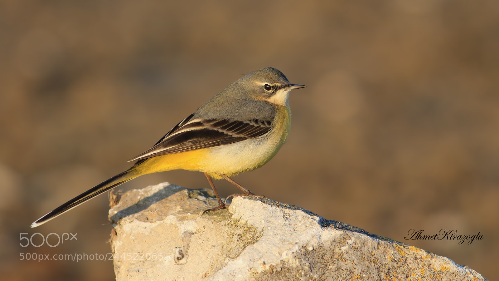 Canon EOS 7D Mark II sample photo. Da kuyruksallayan motacilla cinerea photography
