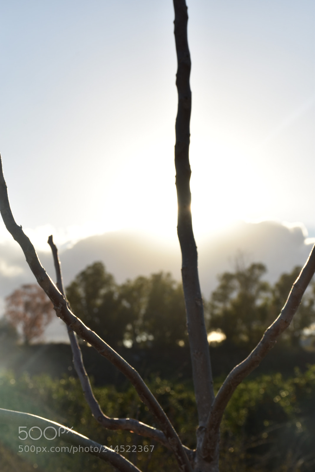 Nikon D7200 sample photo. Tree photography