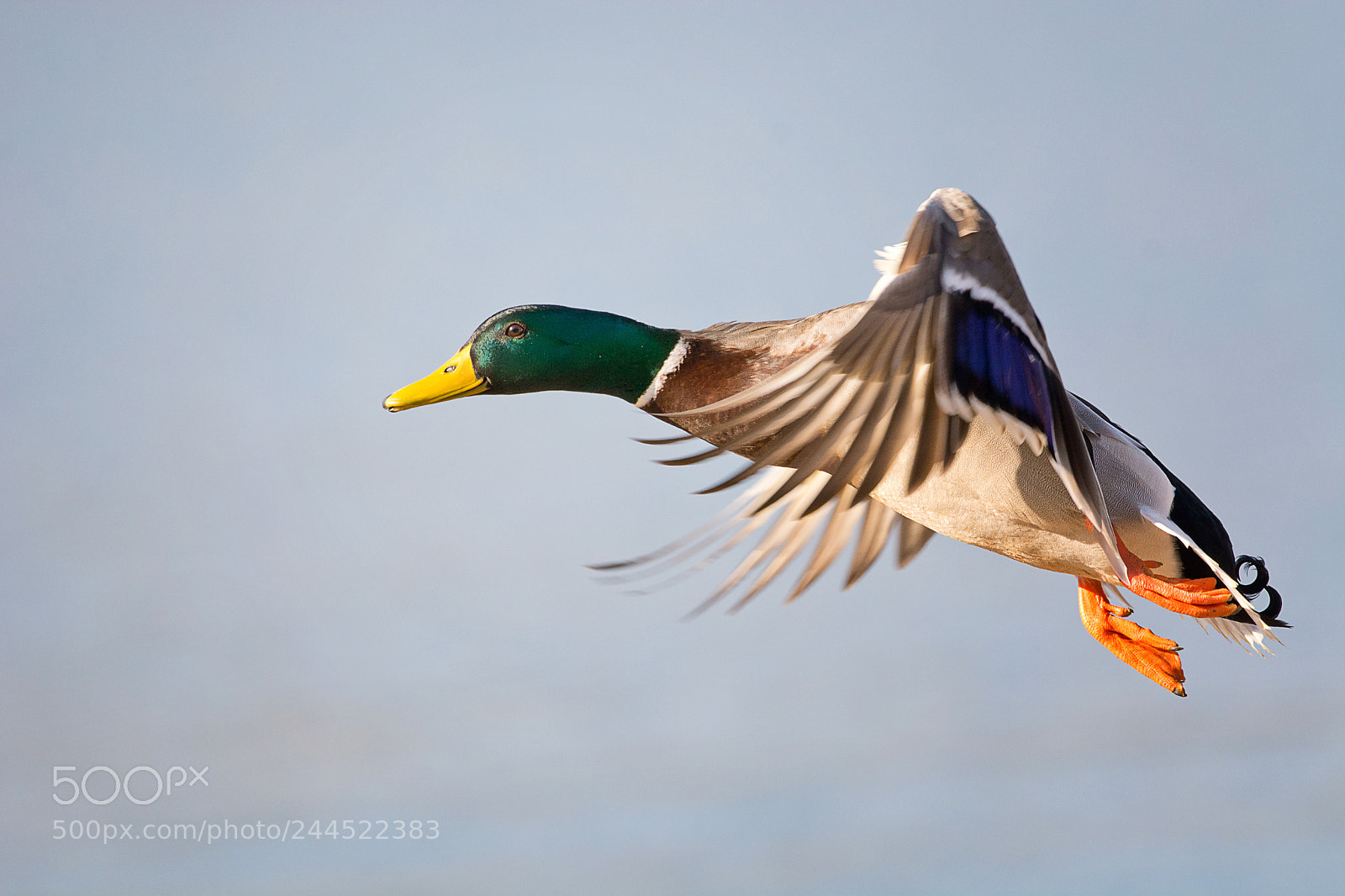 Nikon D7100 sample photo. Mallard photography