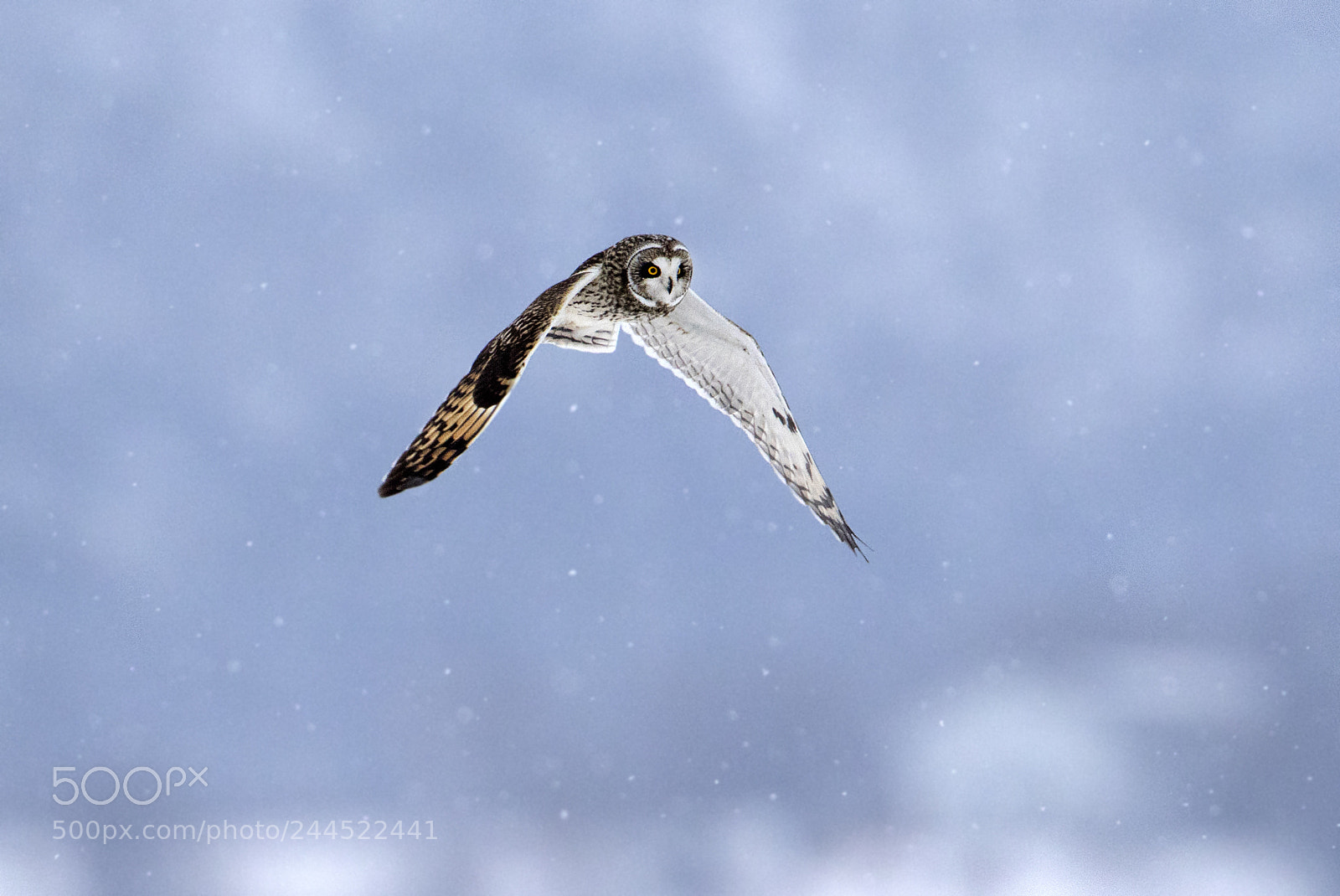 Canon EOS 7D Mark II sample photo. Snowfall and owl photography