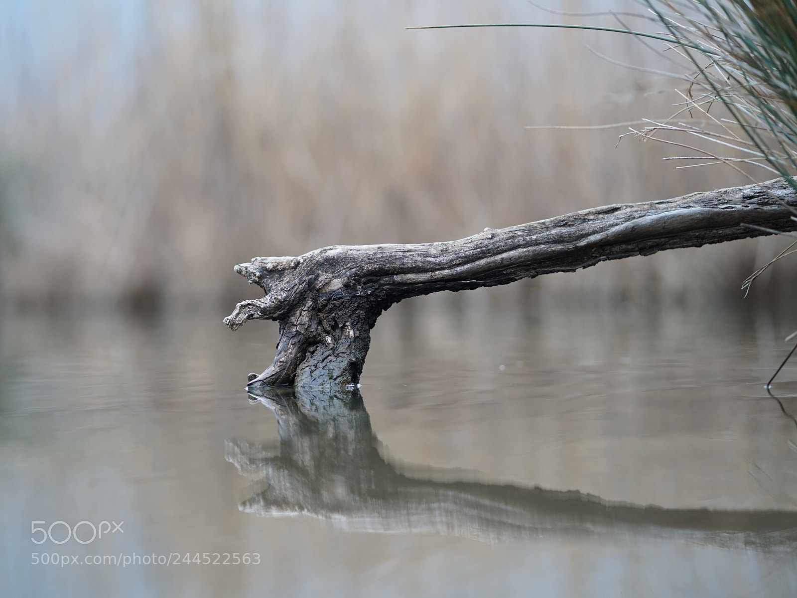 Sony a7R II sample photo. Wood in water photography