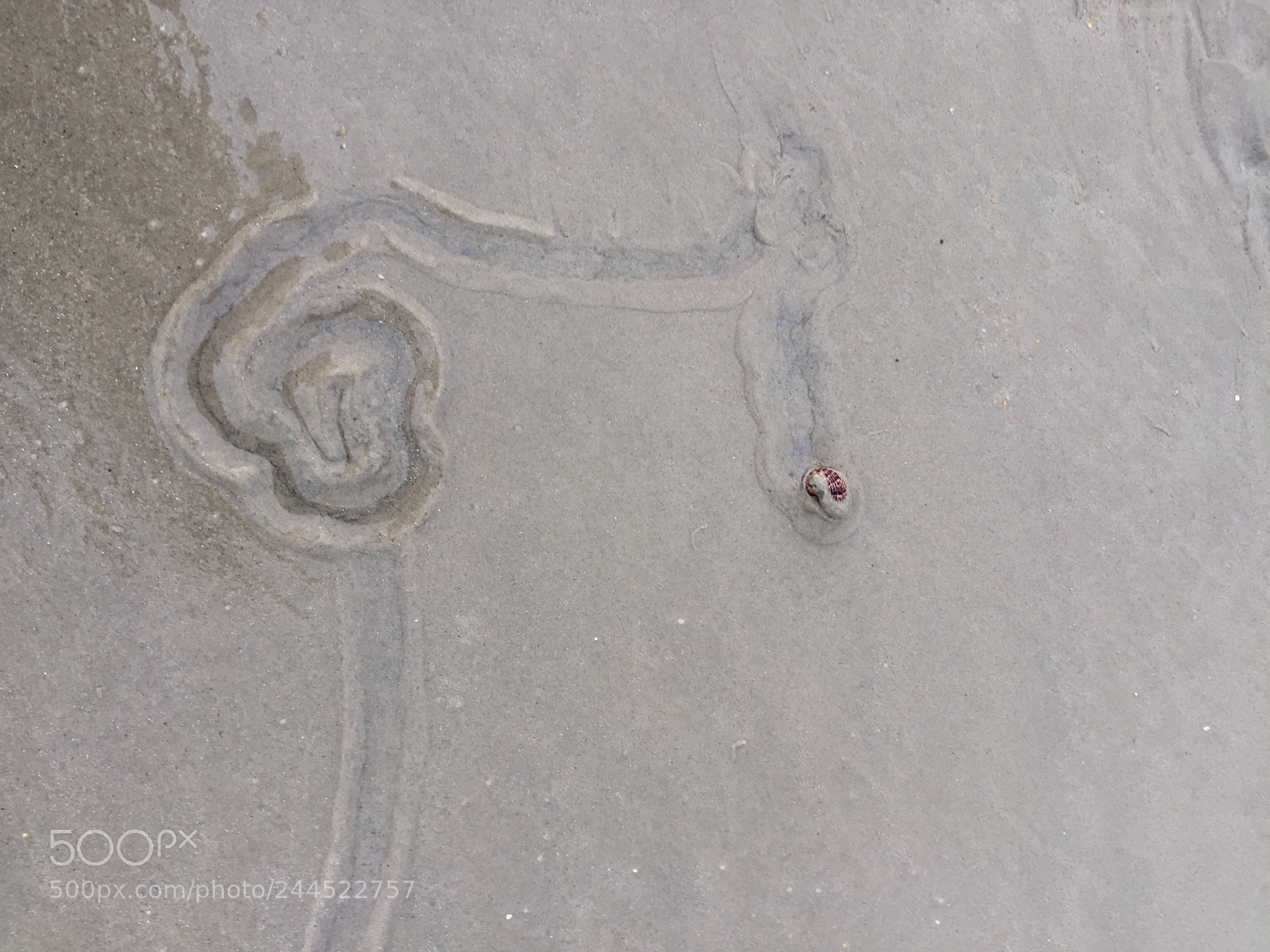 Apple iPhone 6 sample photo. Traveling snail photography