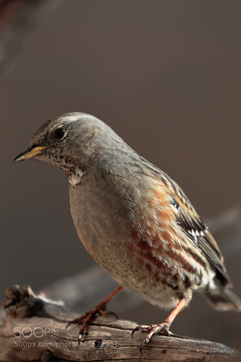 Canon EOS 7D Mark II sample photo. Alpine accentor photography