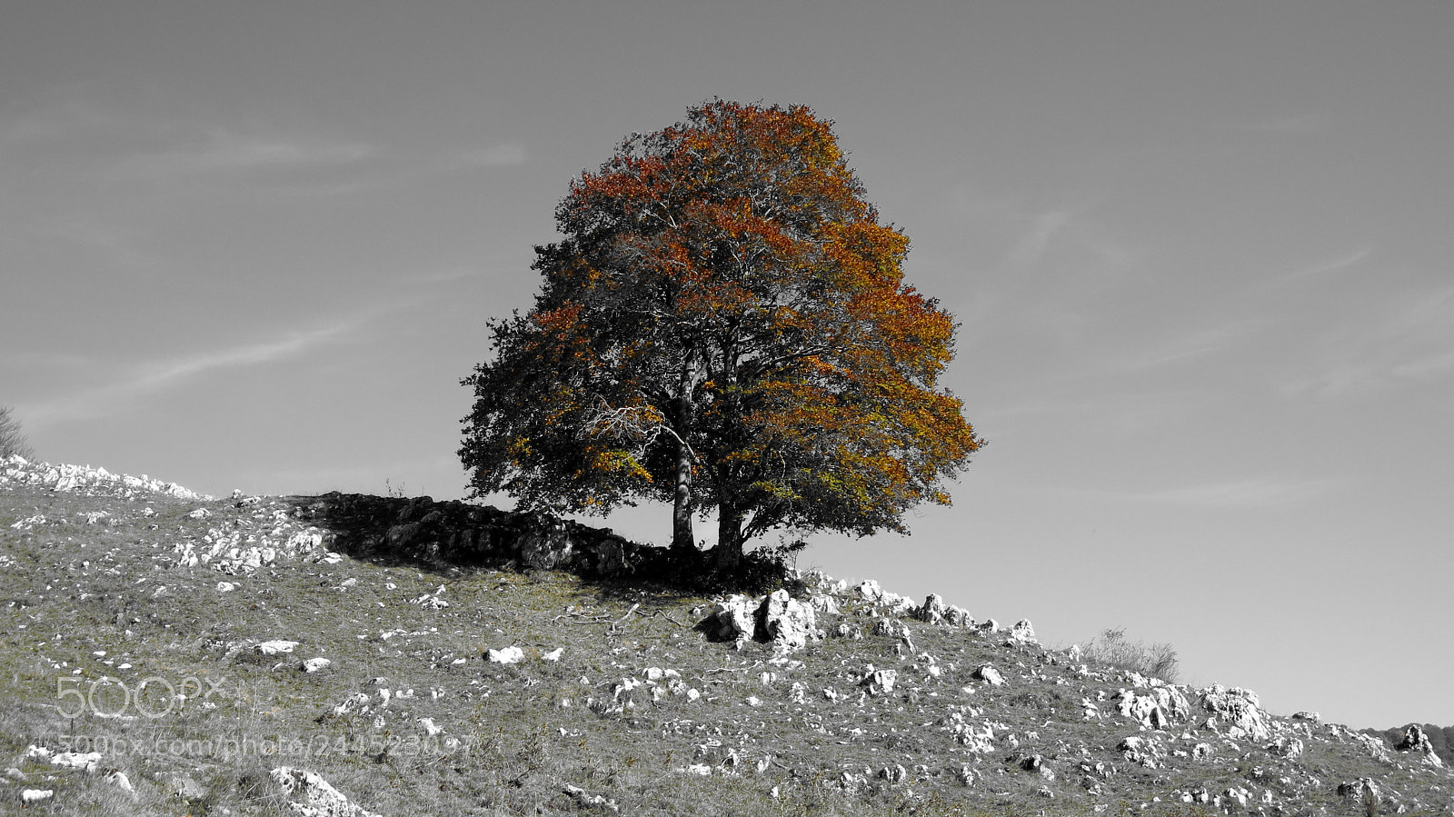 Canon PowerShot G15 sample photo. Isolated tree photography
