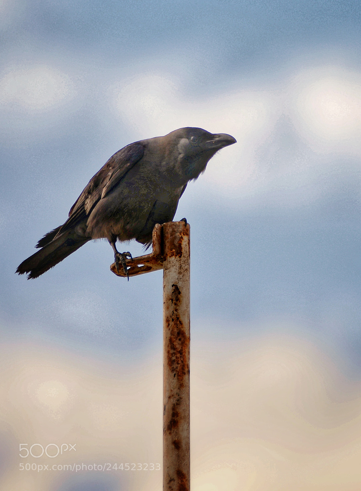 Nikon D610 sample photo. The watch crow.. photography